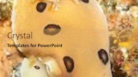  Presentation with cold water - Beautiful slides featuring pair-of-ringed-dorid-underwater backdrop and a yellow colored foreground