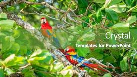  Presentation with costa rica - Beautiful theme featuring pair of scarlet macaws on a tree in corcovado national park in costa rica backdrop and a tawny brown colored foreground