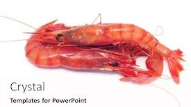 Presentation with shrimps - Theme with pair of shrimps on a white background background and a white colored foreground