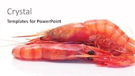  Presentation with shrimps - Audience pleasing PPT theme consisting of pair of shrimps on a white background backdrop and a pink colored foreground