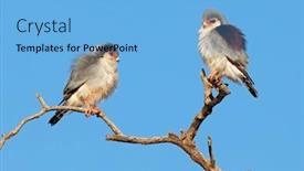  Presentation with south africa - Cool new theme with pair-of-small-pygmy-falcons backdrop and a light blue colored foreground