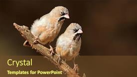  Presentation with feathered - Beautiful PPT theme featuring pair-of-small-scaly-feathered backdrop and a tawny brown colored foreground