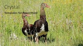  Presentation with geese - Cool new PPT theme with pair-of-spur-winged-geese backdrop and a yellow colored foreground
