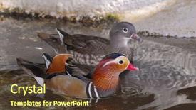  Presentation with duck - PPT theme featuring pair of the mandarin ducks background and a tawny brown colored foreground