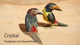 Presentation with chicks - Theme enhanced with tucan - pair of toucan chicks background and a coral colored foreground