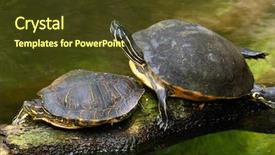  Presentation with business near shoring - Slide set having pair of turtles resting near background and a  colored foreground