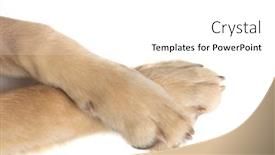  Presentation with pair - Cool new PPT layouts with pair-of-two-golden-retriever backdrop and a white colored foreground