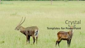  Presentation with safari - Beautiful PPT theme featuring pair-of-waterbuck-scientific-name backdrop and a soft green colored foreground
