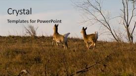  Presentation with whitetail deer - Cool new presentation theme with pair of white-tailed deer backdrop and a light gray colored foreground