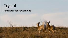  Presentation with white wine and red - Presentation enhanced with pair of white-tailed deer background and a  colored foreground