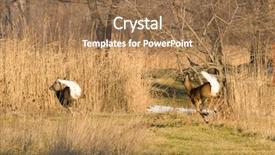  Presentation with deer - Presentation having pair of white-tailed deer background and a coral colored foreground