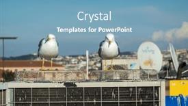  Presentation with conditioner - PPT layouts having pair-of-wild-seagulls-sitting background and a teal colored foreground