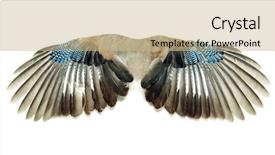  Presentation with angel wings - Slides consisting of pair of wings isolated background and a coral colored foreground