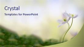  Presentation with soft white flower - Beautiful PPT theme featuring pair of wood anemones entangled backdrop and a sky blue colored foreground
