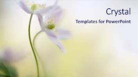  Presentation with soft white flower - Slide set consisting of pair of wood anemones entangled background and a sky blue colored foreground