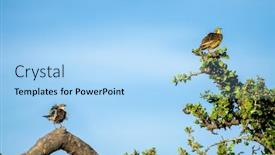  Presentation with attention - Beautiful presentation theme featuring pair-of-yellow-throated-longclaw backdrop and a light blue colored foreground