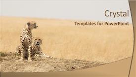  Presentation with kenya - Audience pleasing slide deck consisting of pair of young adult cheetahs backdrop and a lemonade colored foreground