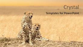  Presentation with pair eyes looking down - Slide set consisting of pair-of-young-adult-cheetahs background and a coral colored foreground