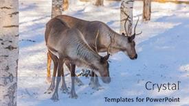  Presentation with animals zoo - Colorful PPT theme enhanced with pair-of-young-deers-graze backdrop and a light blue colored foreground