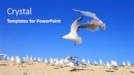  Presentation with pair - Amazing PPT layouts having pair-of-young-seagulls backdrop and a cobalt blue colored foreground