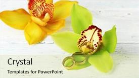  Presentation with yellow color - Audience pleasing PPT theme consisting of pair yellow orchids - wedding rings and orchid flowers backdrop and a yellow colored foreground