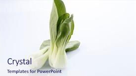  Presentation with white - PPT layouts having pak china - bok choy isolated on white background and a  colored foreground