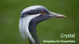  Presentation with crane - PPT layouts having pakistan china - demoiselle crane anthropoides virgo wildlife background and a tawny brown colored foreground