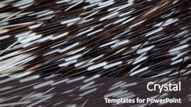  Presentation with indian - Presentation theme enhanced with pakistan china - indian crested porcupine hystrix indica background and a dark gray colored foreground