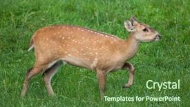 Presentation with pakistan - Presentation consisting of pakistan china - indian hog deer hyelaphus porcinus background and a  colored foreground