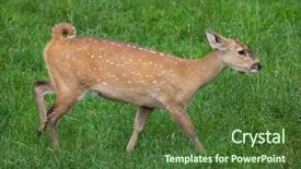  Presentation with deer - Presentation theme with pakistan china - indian hog deer hyelaphus porcinus background and a  colored foreground