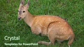  Presentation with deer - Colorful PPT layouts enhanced with pakistan china - indian hog deer hyelaphus porcinus backdrop and a tawny brown colored foreground