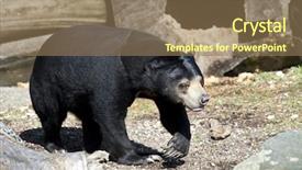  Presentation with gravity the sun - Presentation design having pakistan china - sun bear helarctos malayanus background and a coral colored foreground