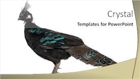  Presentation with peacock - Slides enhanced with palawan-peacock-pheasant-polyplectron-napoleonis background and a white colored foreground