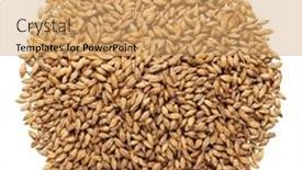  Presentation with ale - Slide set consisting of pale-ale-malt-for-brewing background and a coral colored foreground