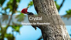  Presentation with costa rica - Amazing PPT layouts having pale billed woodpecker campephilus guatemalensis backdrop and a tawny brown colored foreground