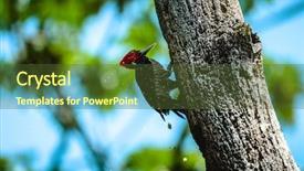  Presentation with costa rica - Slide set featuring pale billed woodpecker campephilus guatemalensis background and a tawny brown colored foreground