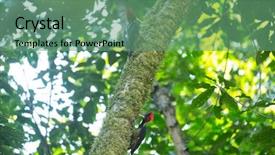  Presentation with forest - PPT theme with pale billed woodpeckers campephilus guatemalensis background and a seafoam green colored foreground