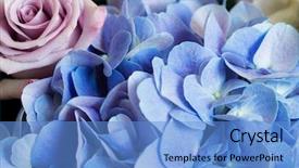  Presentation with blue rose - Beautiful slide set featuring pale blue - bouquet with pink rose backdrop and a teal colored foreground