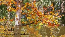  Presentation with leaves of the wetland forest - Beautiful PPT theme featuring pale colors - forest with colorful autumn leaves backdrop and a gold colored foreground