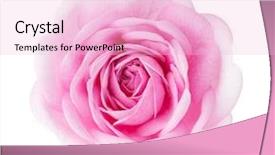  Presentation with light pink - Slides enhanced with pale colors - light pink rose isolated background and a lemonade colored foreground