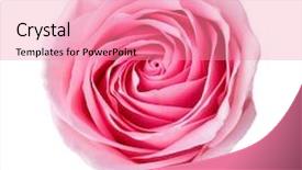  Presentation with light pink - Slides consisting of pale colors - light pink rose isolated background and a coral colored foreground