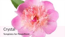  Presentation with peony - Slide deck with pale colors - pink peony isolated on white background and a lemonade colored foreground