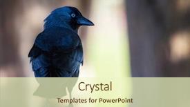  Presentation with jackdaw - Beautiful presentation theme featuring pale grey as the bird backdrop and a soft green colored foreground