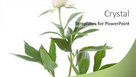  Presentation with peony - Slides enhanced with pale-light-pink-half-closed background and a white colored foreground