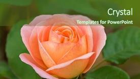  Presentation with coral - PPT theme with pale peach coral salmon colors background and a tawny brown colored foreground