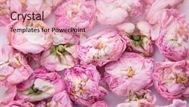  Presentation with pink rose - Cool new theme with pale pink dried rose buds top view backdrop and a lemonade colored foreground