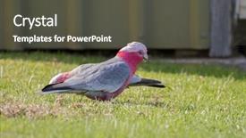  Presentation with pink rose - Theme with pale silver grey back background and a dark gray colored foreground