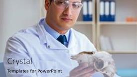  Presentation with bone - Colorful slide deck enhanced with paleontologist-looking-at-extinct-animal backdrop and a light blue colored foreground