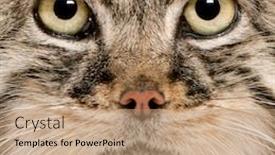  Presentation with cat - Cool new PPT layouts with pallas-s-cat-otocolobus-manul backdrop and a coral colored foreground