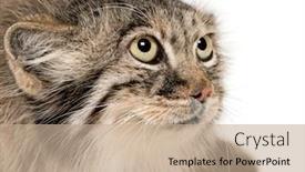  Presentation with cat - Amazing PPT theme having pallas-s-cat-otocolobus-manul backdrop and a coral colored foreground